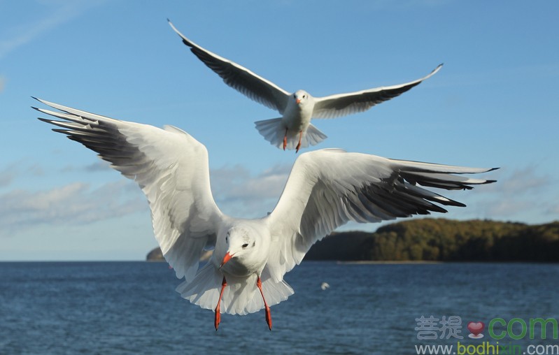BINZ, GERMANY - OCTOBER 14: Seagulls swoop in close to a pier at the Baltic Sea on October 14, 2010 on Ruegen Island at Binz, Germany. Fall weather has reached Germany with sunny weather and mild temperatures, though rain is expected for much of the country on the weekend. (Photo by Sean Gallup/Getty Images)