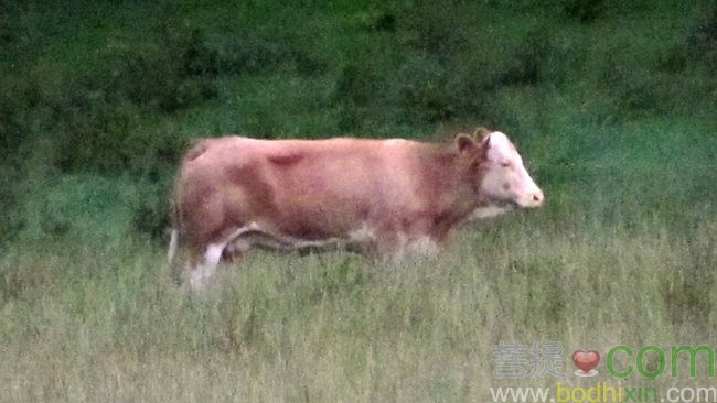 cow3